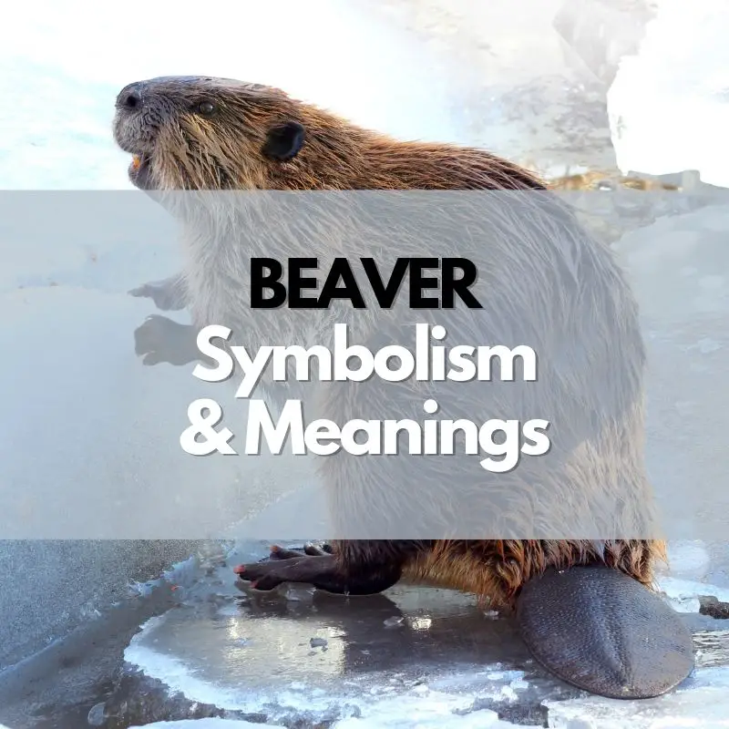 beaver symbolism meaning and history