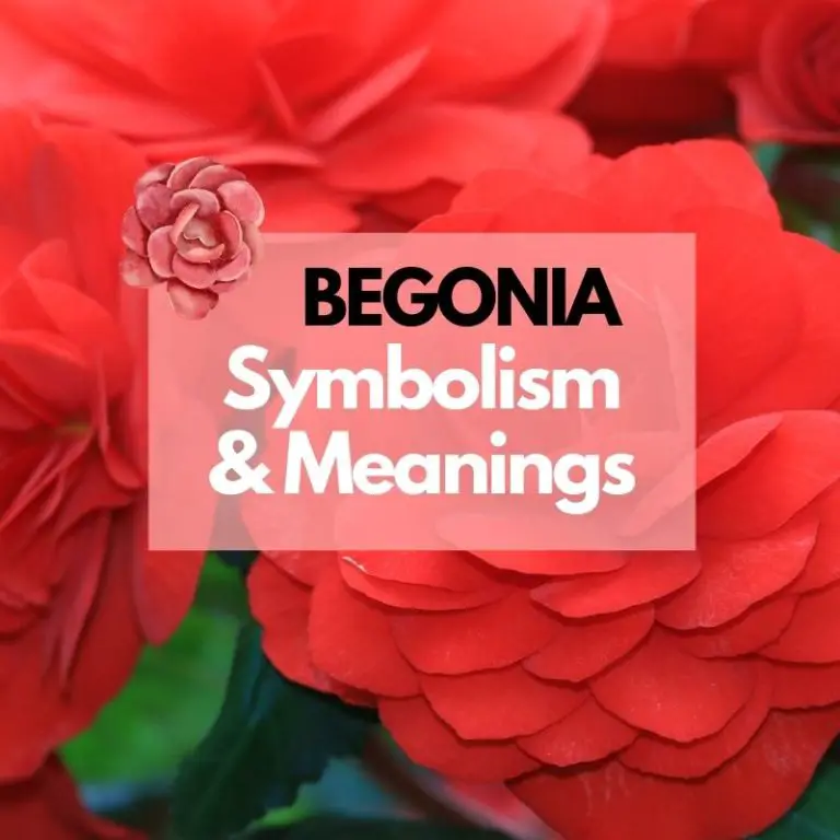Begonia Flower: Symbolism, Meanings, and History