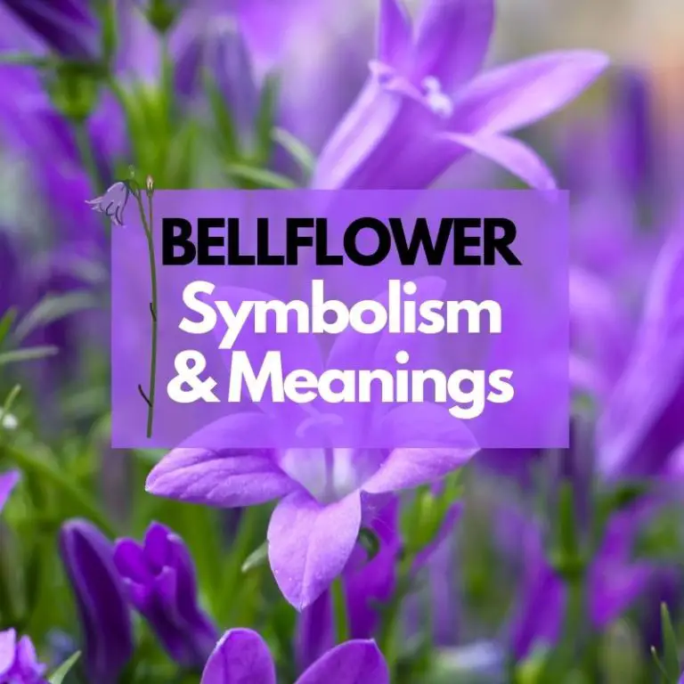 Bellflower: Symbolism, Meanings, and History