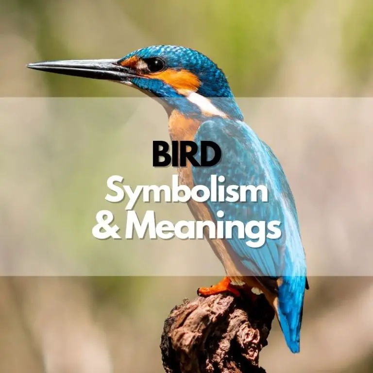 Bird: Symbolism, Meanings, and History