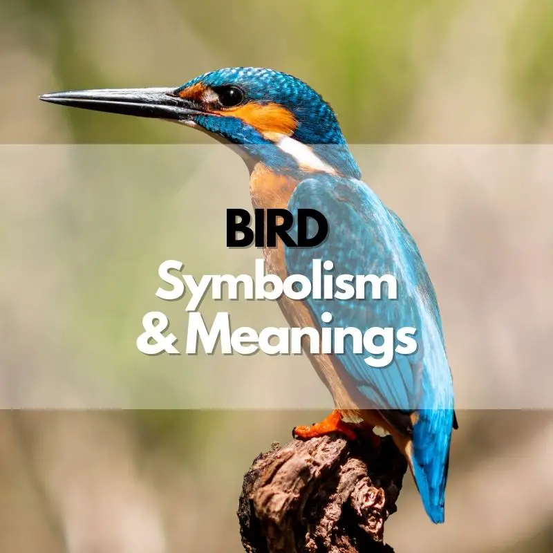 bird symbolism meaning and history
