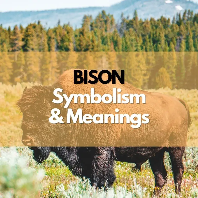 bison symbolism meaning and history