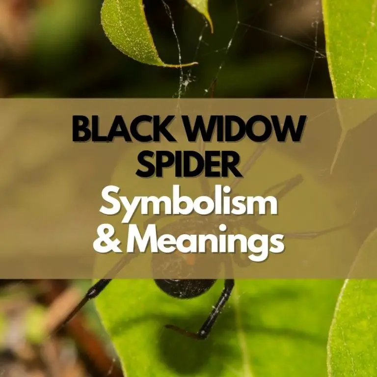 Black Widow Spider: Symbolism, Meanings, and History