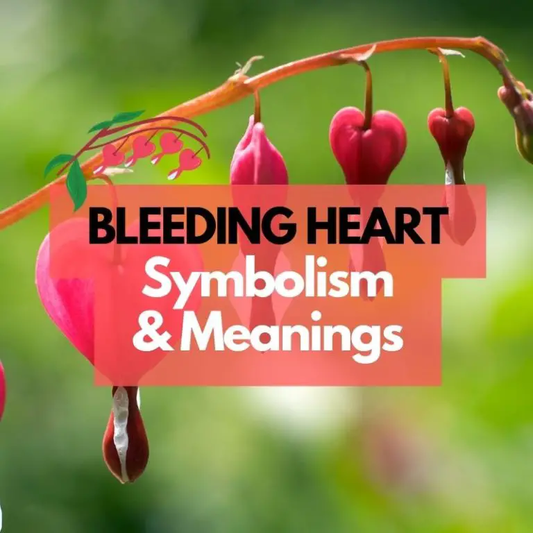 Bleeding Heart Flower: Symbolism, Meanings, and History
