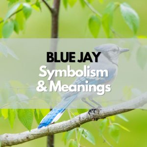 Blue Jay: Symbolism, Meanings, and History - Symbol Genie