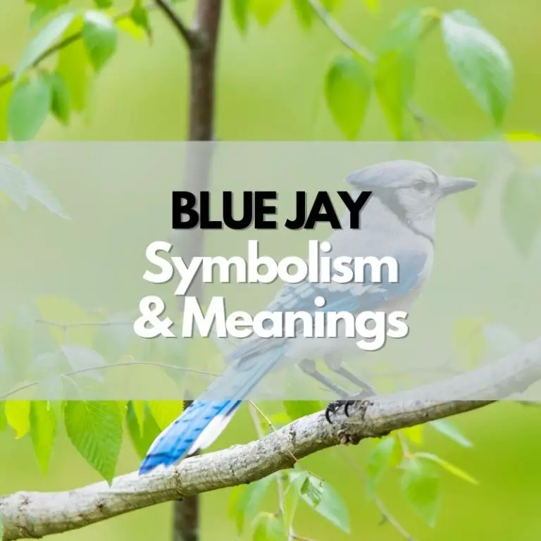 Blue Jay: Symbolism, Meanings, and History