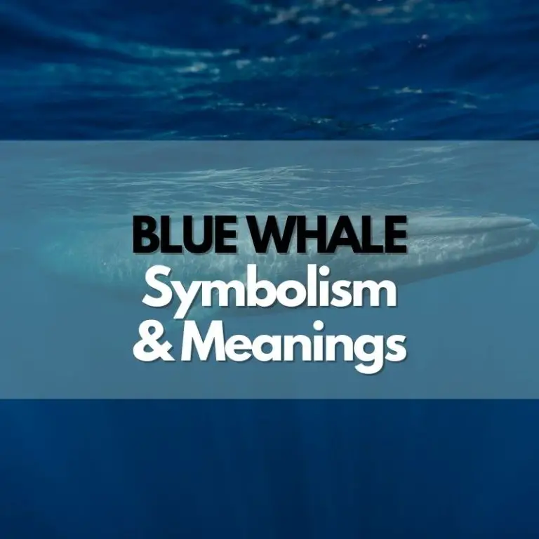 Blue Whale: Symbolism, Meanings, and History
