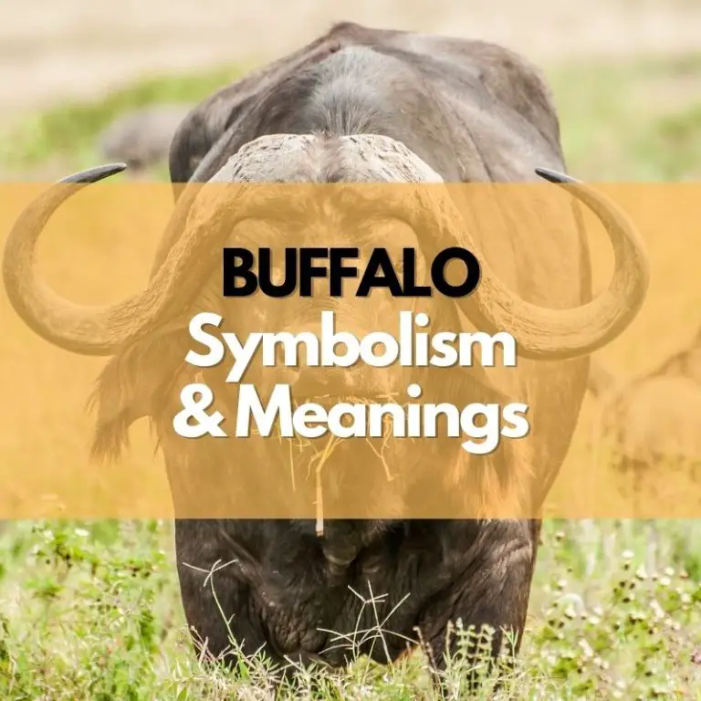 Buffalo: Symbolism, Meanings, And History - Symbol Genie