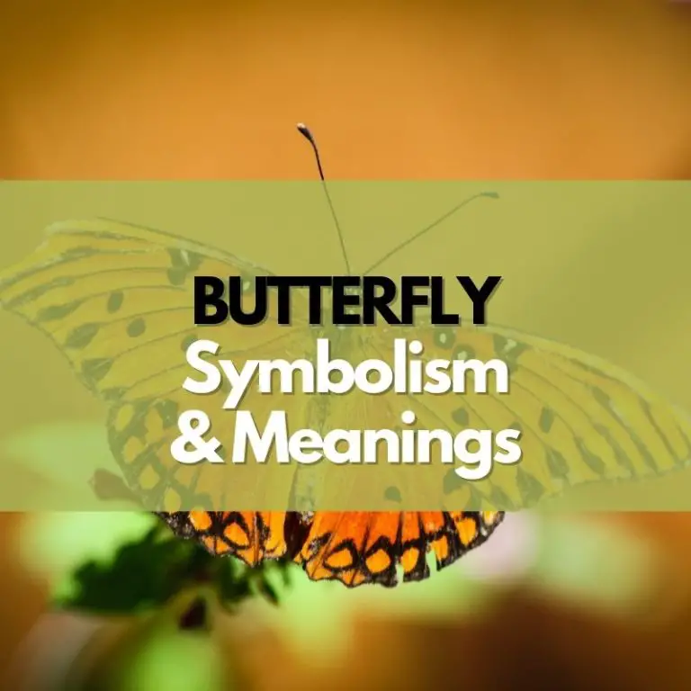 Butterfly: Symbolism, Meanings, and History
