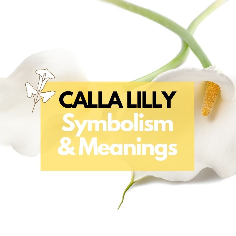 calla lilly symbolism
