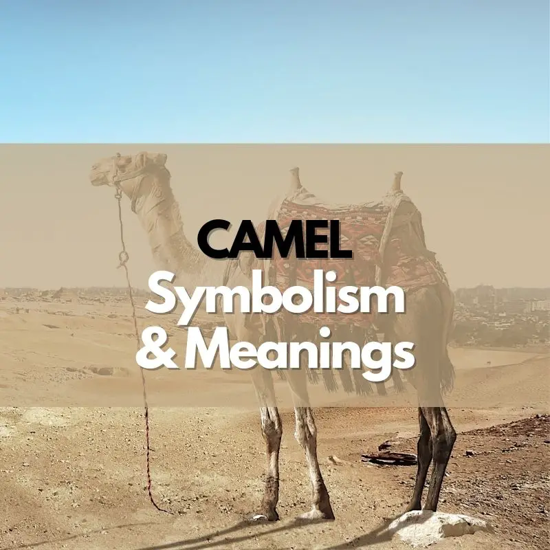 camel symbolism meaning and history