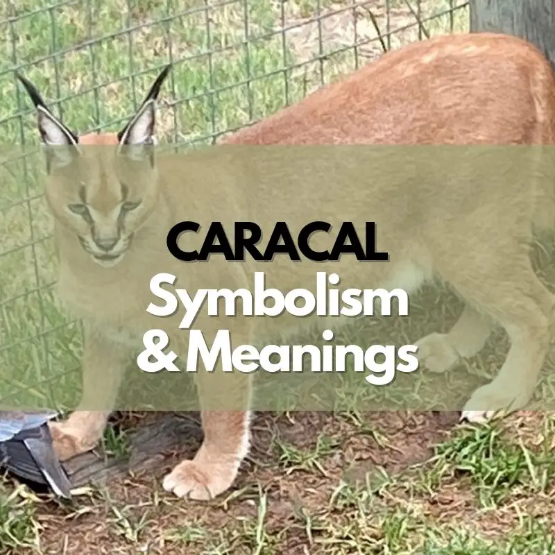 caracal symbolism meaning and history