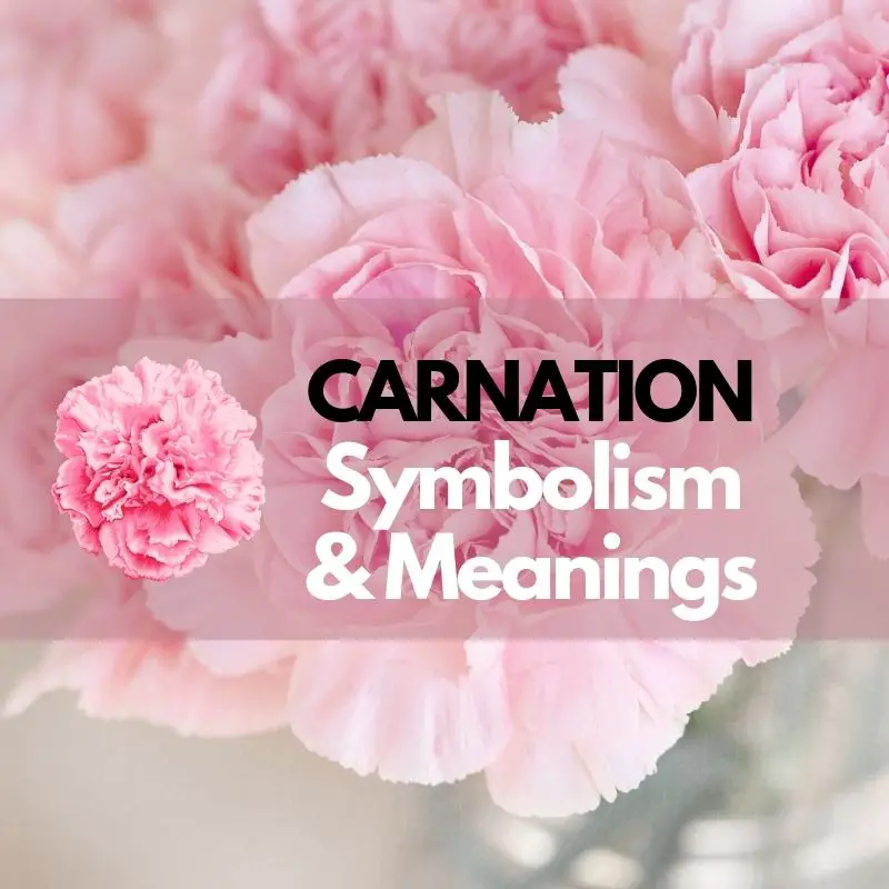 carnation flower symbolism
