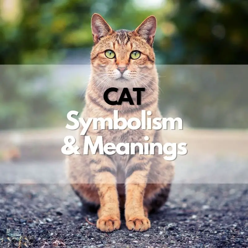 cat symbolism meaning and history
