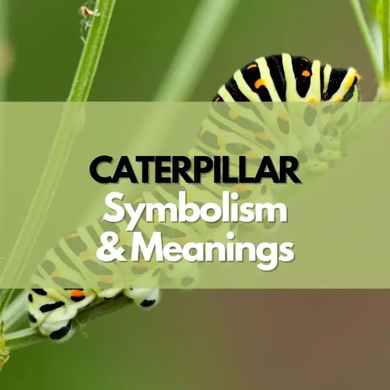 Caterpillar: Symbolism, Meanings, and History