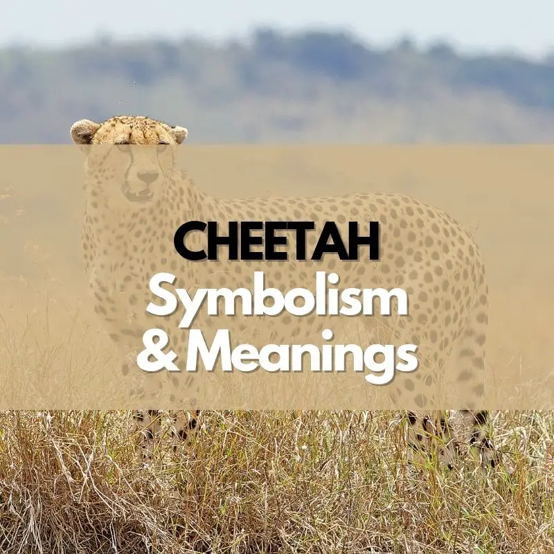 cheetah symbolism meaning and history
