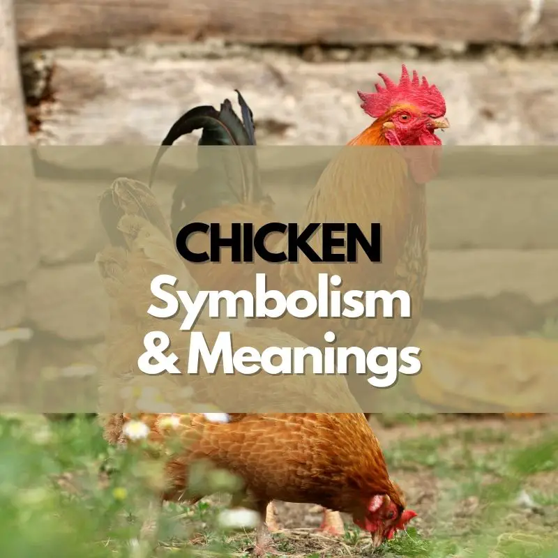 chicken symbolism meaning and history