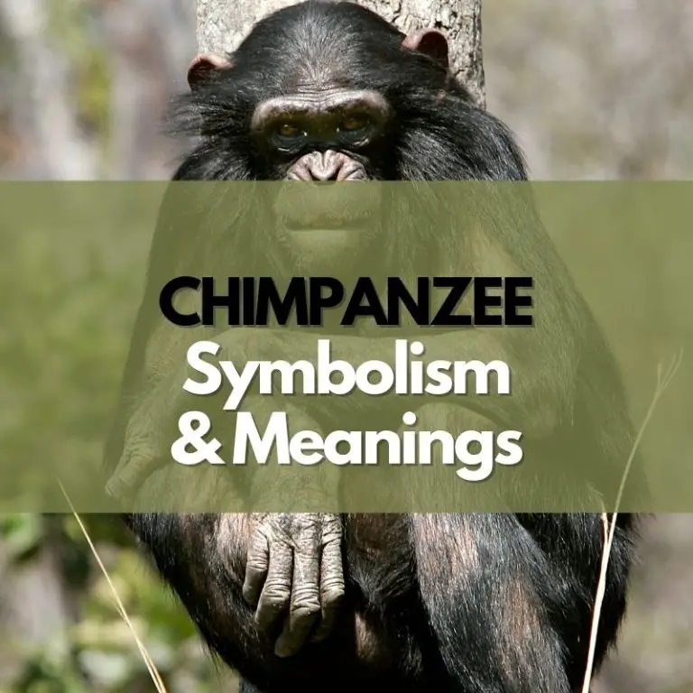 Chimpanzee: Symbolism, Meanings, and History