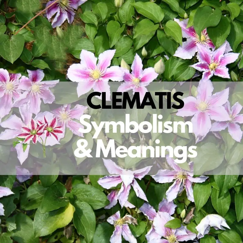 Clematis Flower Symbolism, Meanings, and History Symbol Genie