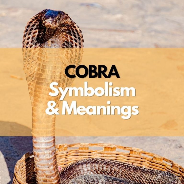 Cobra: Symbolism, Meanings, and History