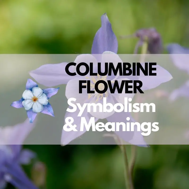 columbine flower symbolism