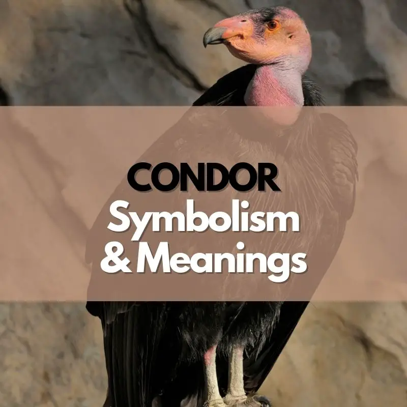 condor symbolism meaning and history