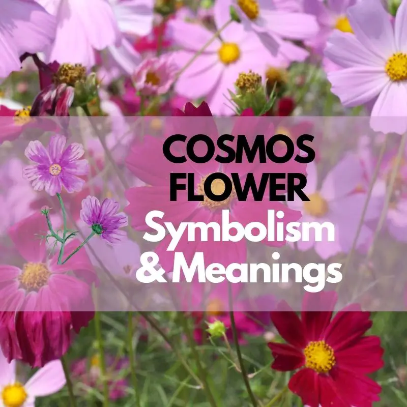 Cosmos Flower: Symbolism, Meanings, and History - Symbol Genie