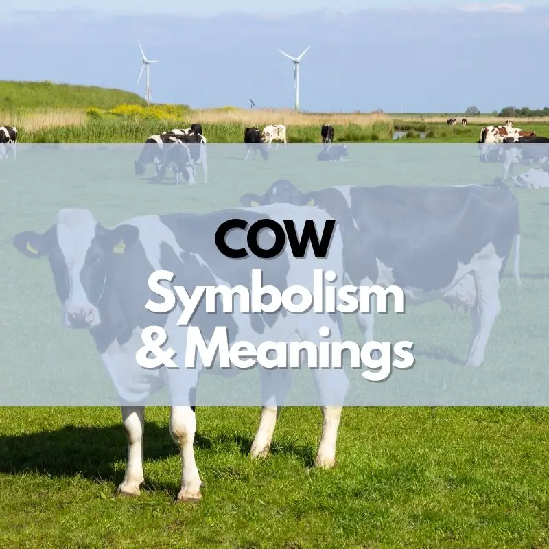cow symbolism meaning and history