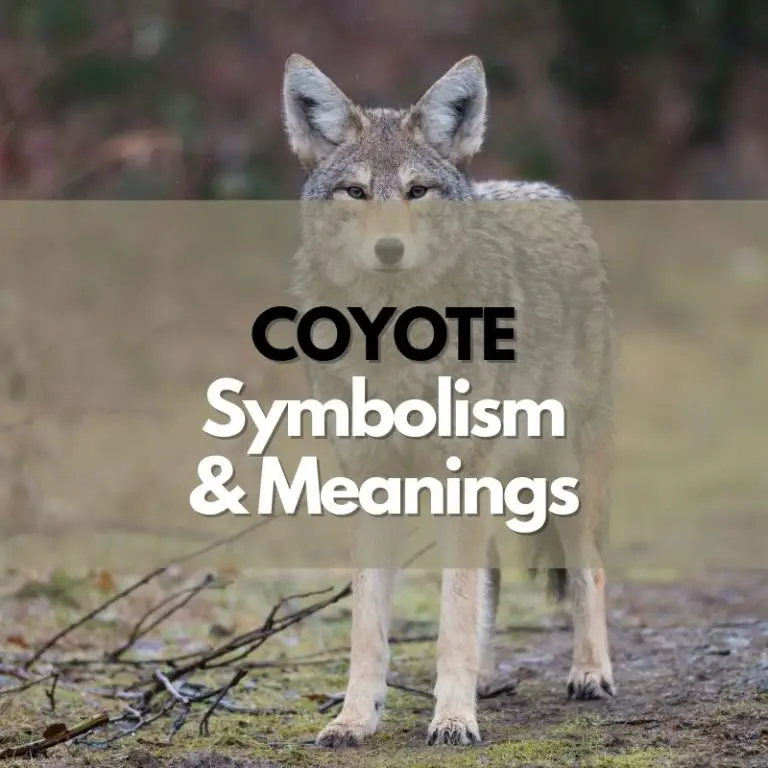 Coyote: Symbolism, Meanings, and History