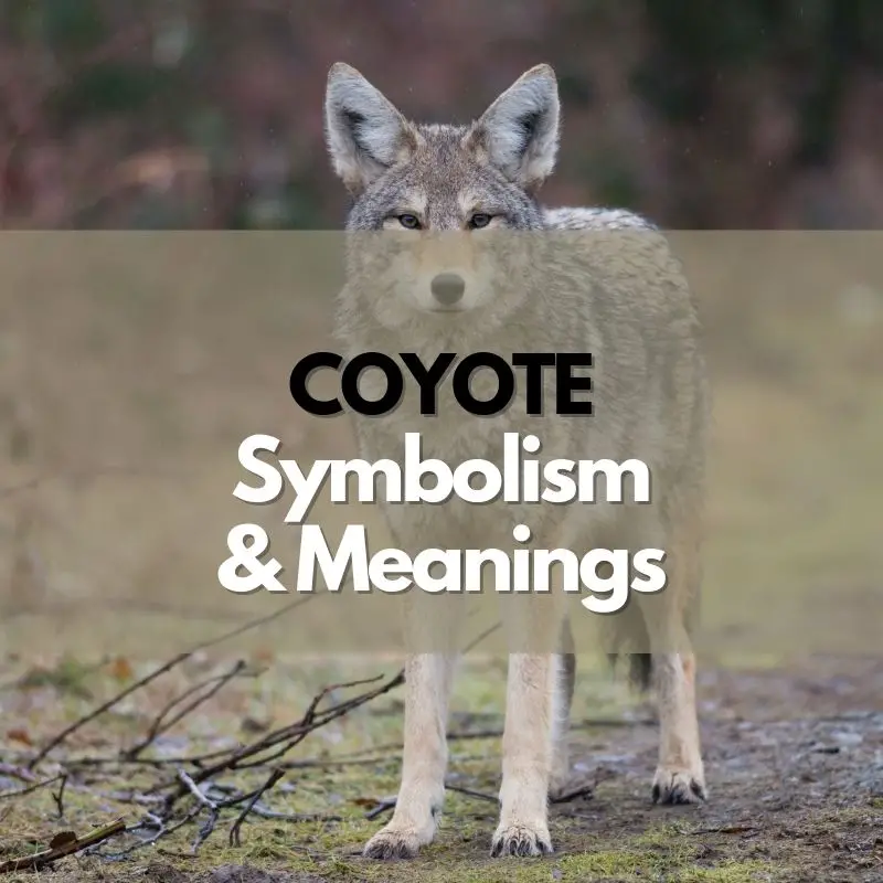 coyote symbolism meaning and history