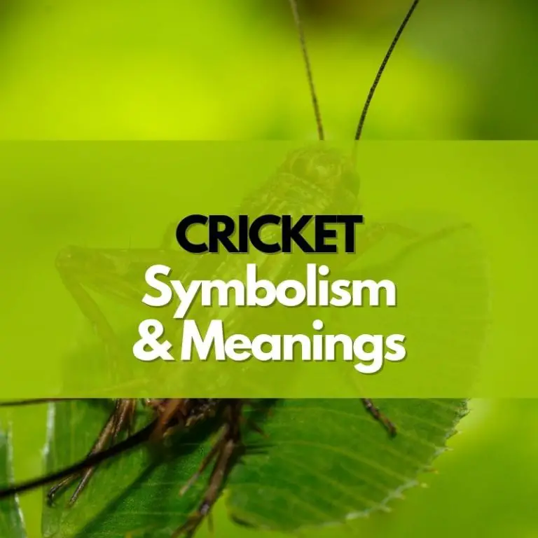 Cricket: Symbolism, Meanings, and History