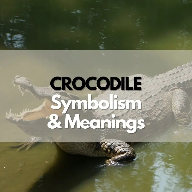 crocodile symbolism meaning and history