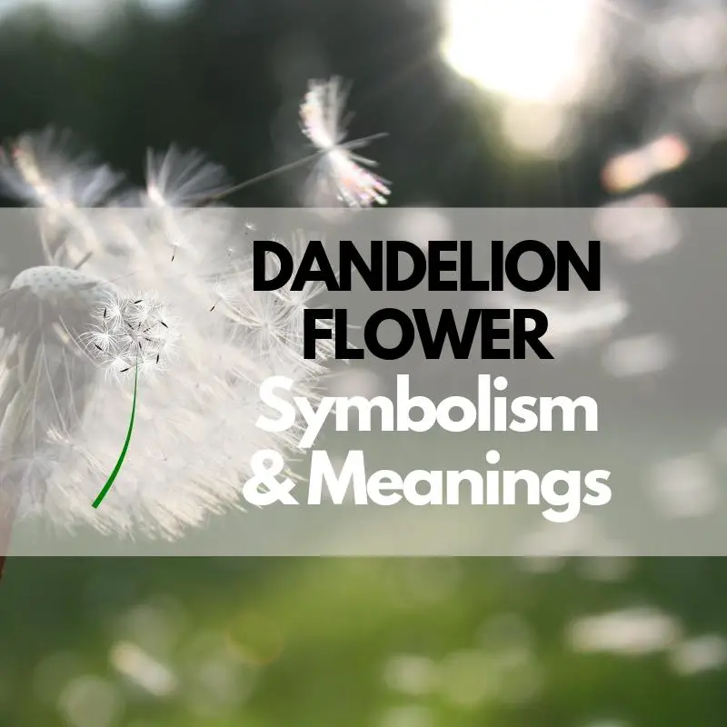 dandelion flower symbolism