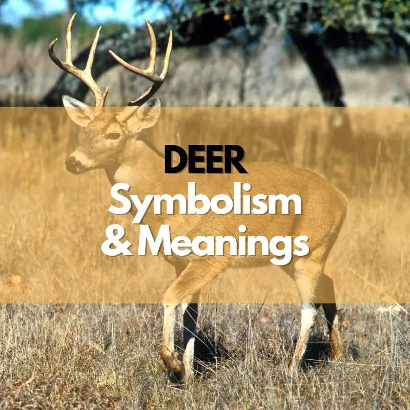 deer symbolism meaning and history