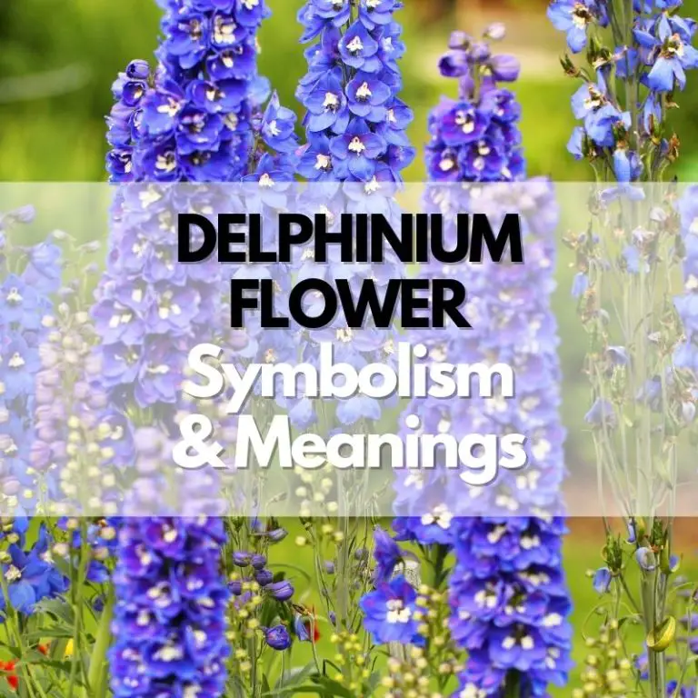 Delphinium Flower: Symbolism, Meanings, and History