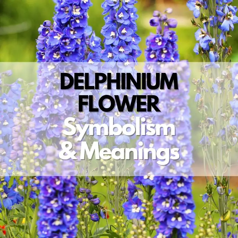 delphinium flower symbolism meaning and history