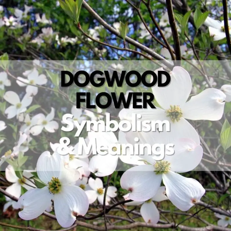 Dogwood Flower: Symbolism, Meanings, and History