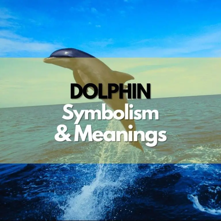 Dolphin: Symbolism, Meanings, and History