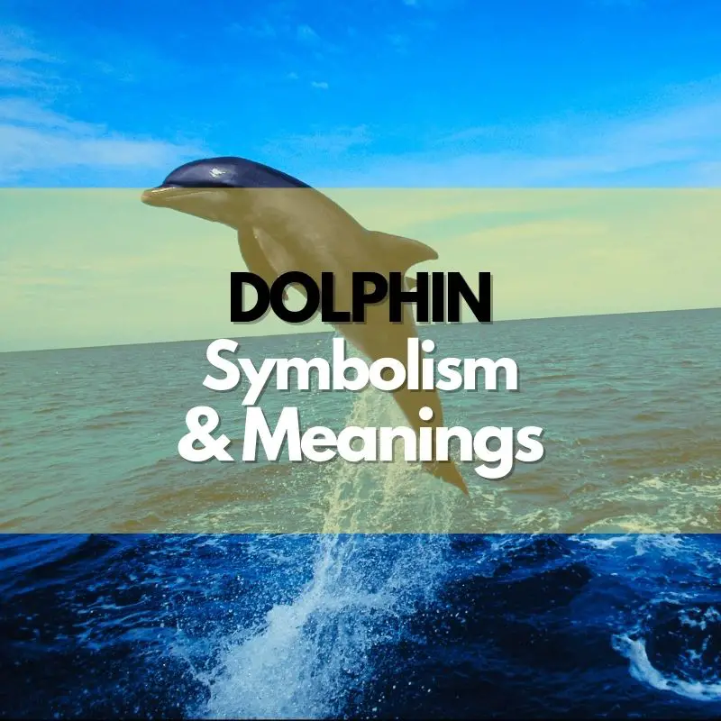 dolphin symbolism meaning and history