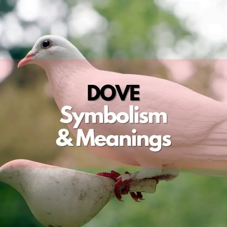 Dove: Symbolism, Meanings, and History