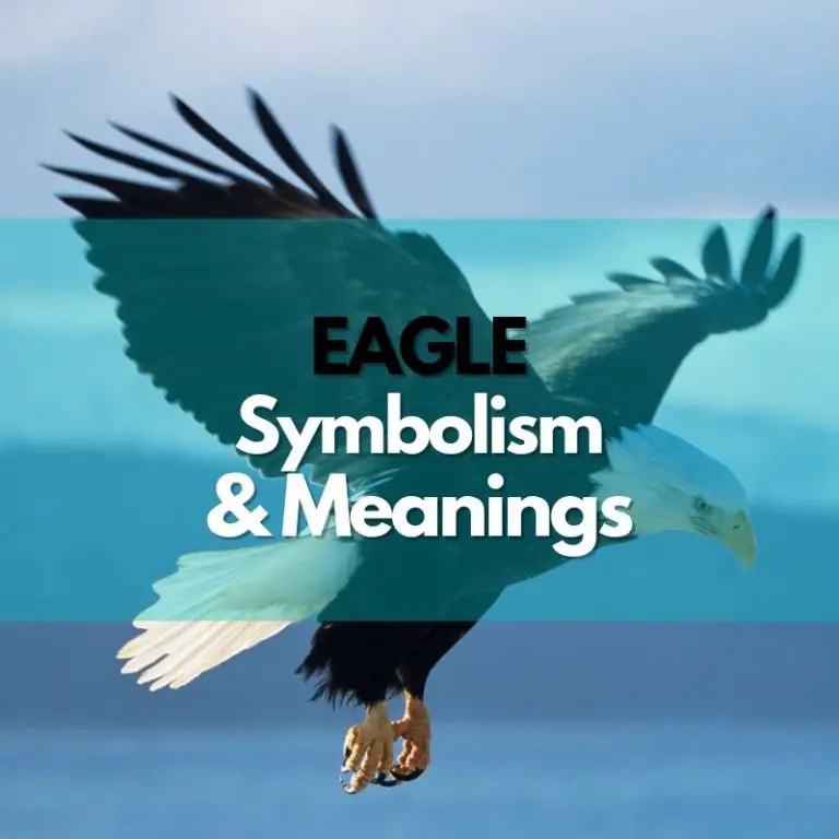 Eagle: Symbolism, Meanings, and History