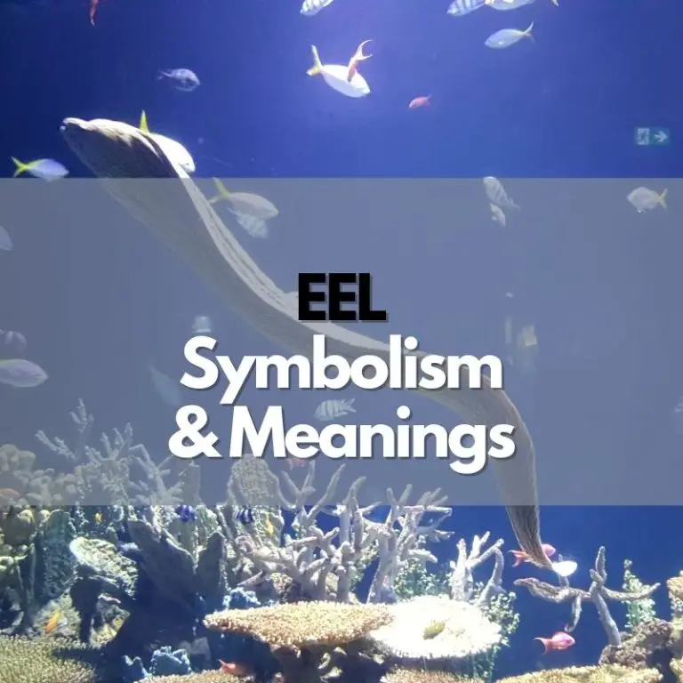 Eel: Symbolism, Meanings, and History