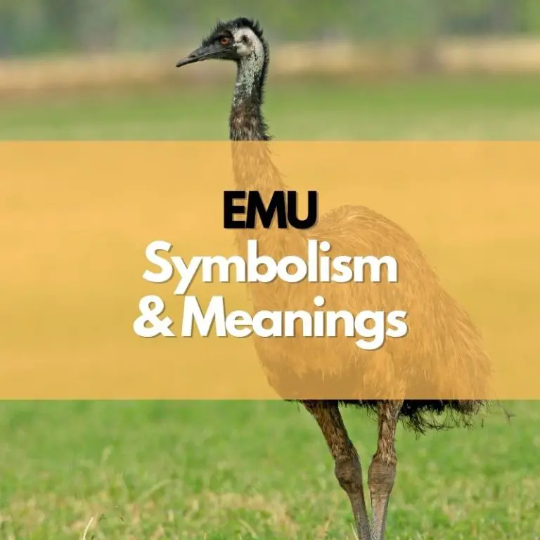 Emu: Symbolism, Meanings, and History - Symbol Genie