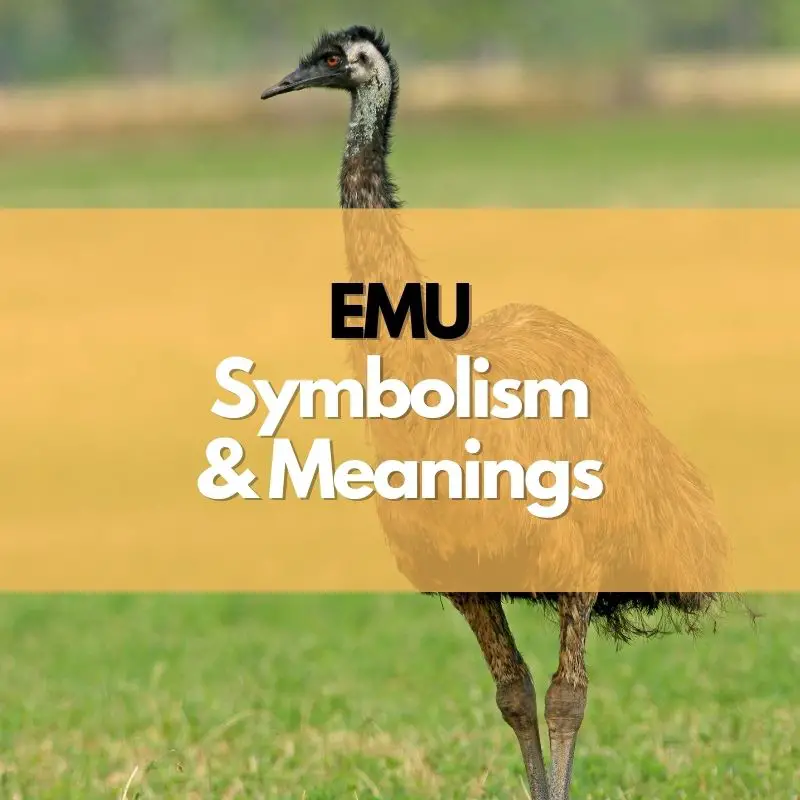 emu symbolism meaning and history