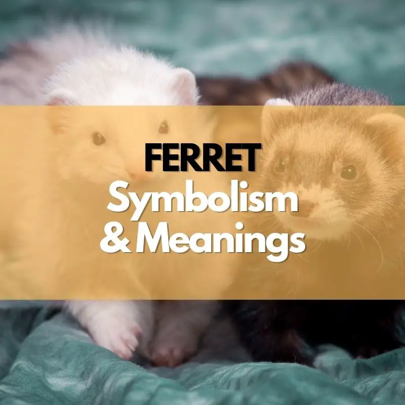 ferret symbolism meaning and history