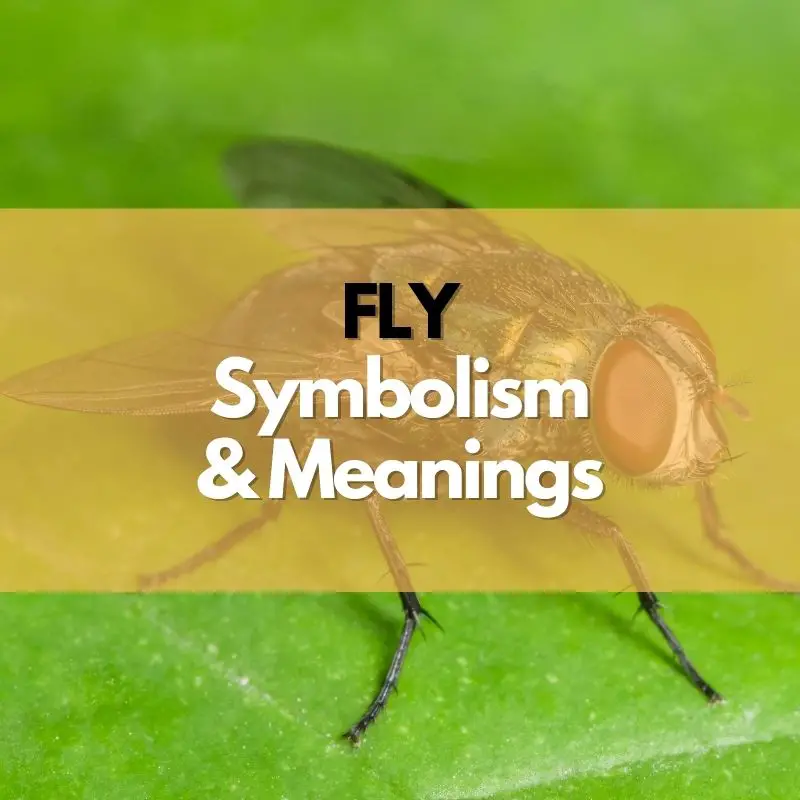 fly symbolism meaning and history