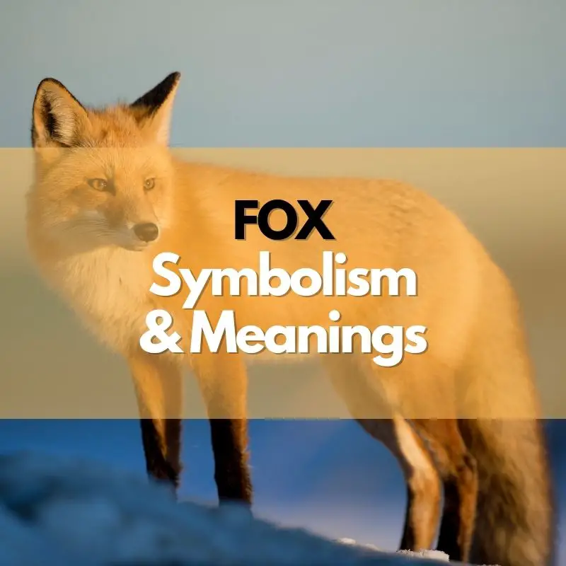 fox symbolism meaning and history