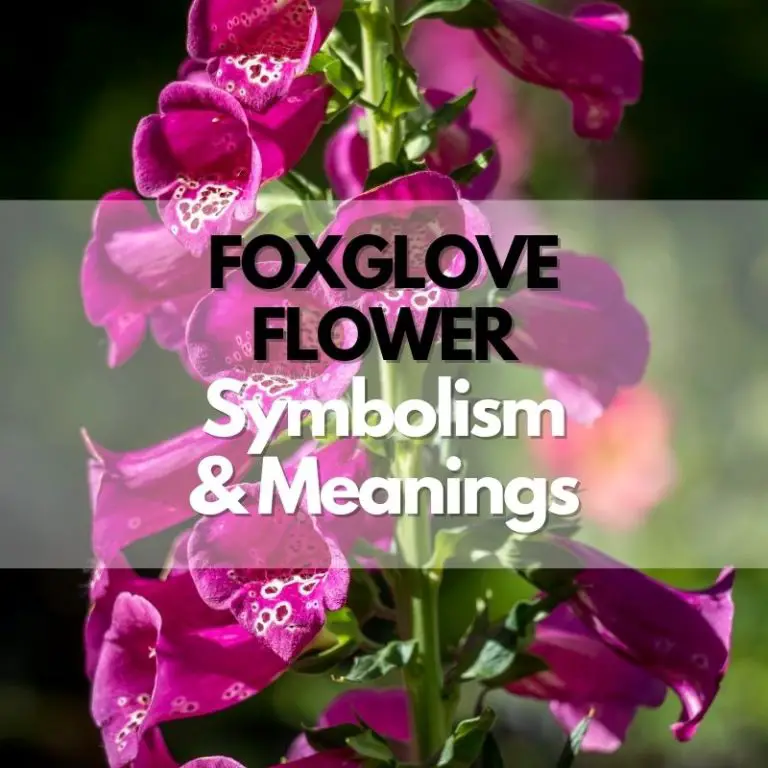 Foxglove Flower: Symbolism, Meanings, and History