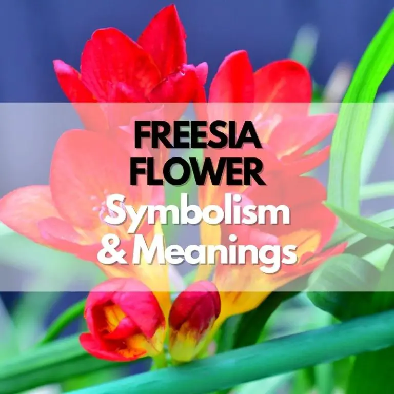 Freesia Flower: Symbolism, Meanings, and History