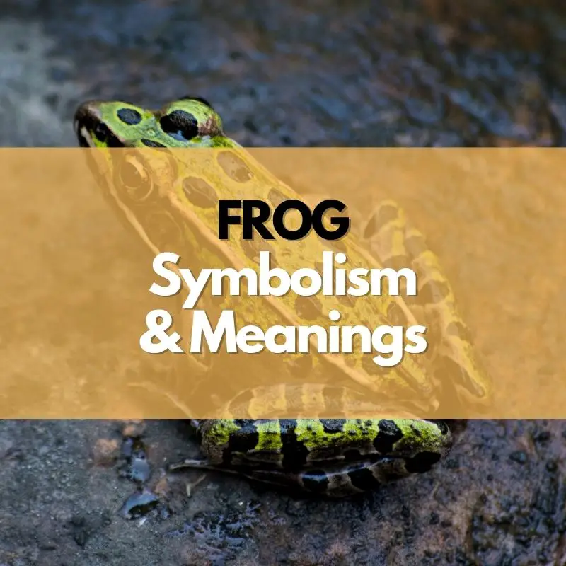 frog symbolism meaning and history